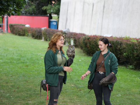 Falconry performance for participants